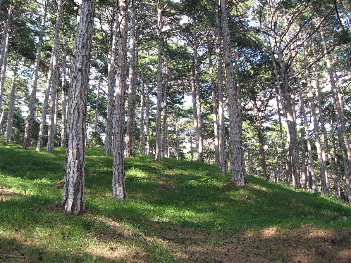 Гора Лапата, image of landscape/habitat.