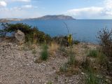 Урочище Алчак-Кая, image of landscape/habitat.