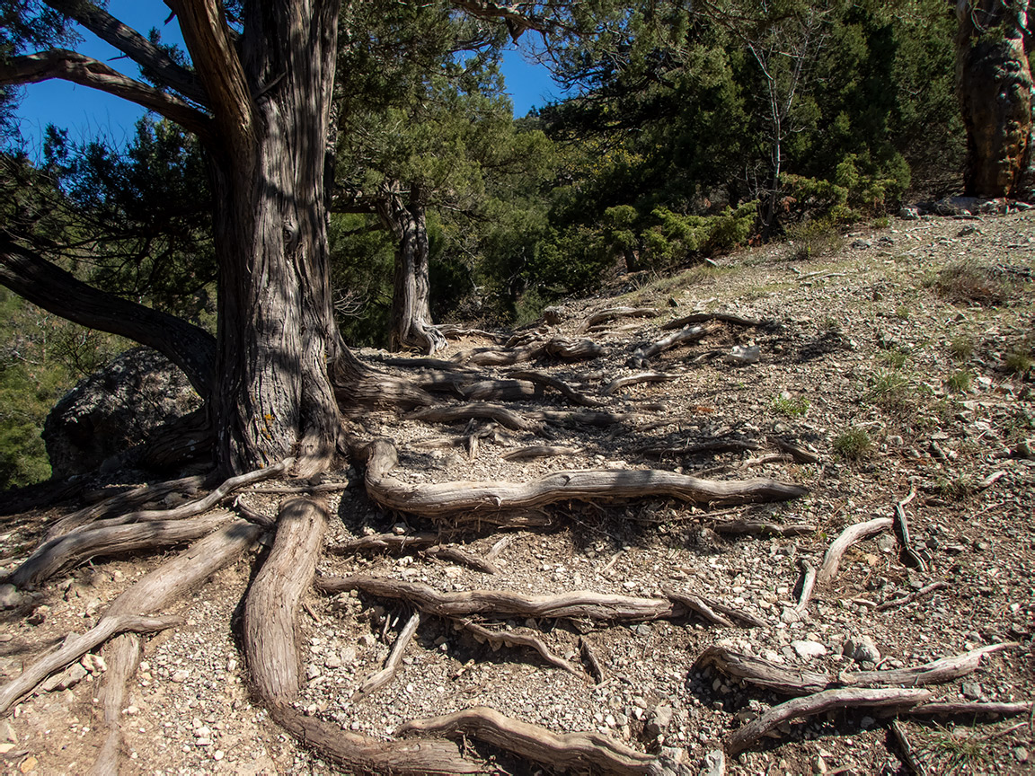Сокол, изображение ландшафта.