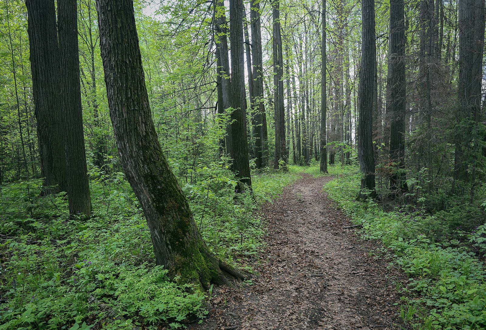 ОППТ "Липогорский", image of landscape/habitat.