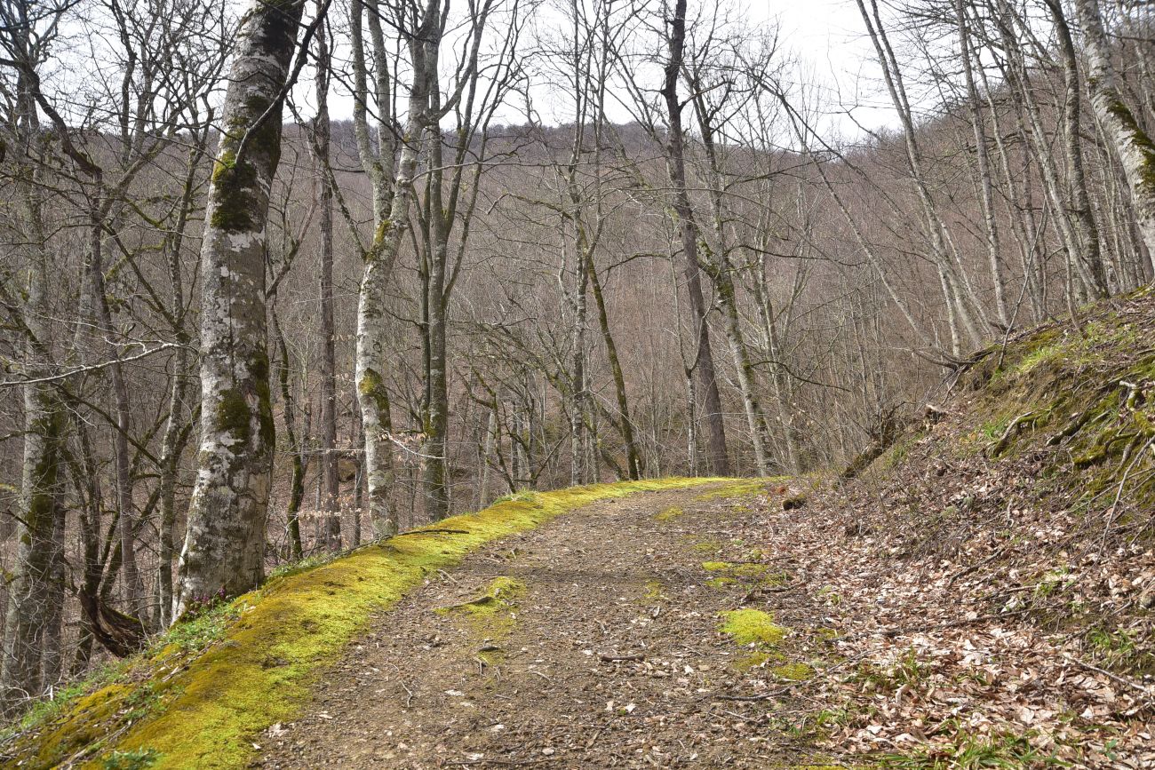 Долина ручья Сюк, изображение ландшафта.