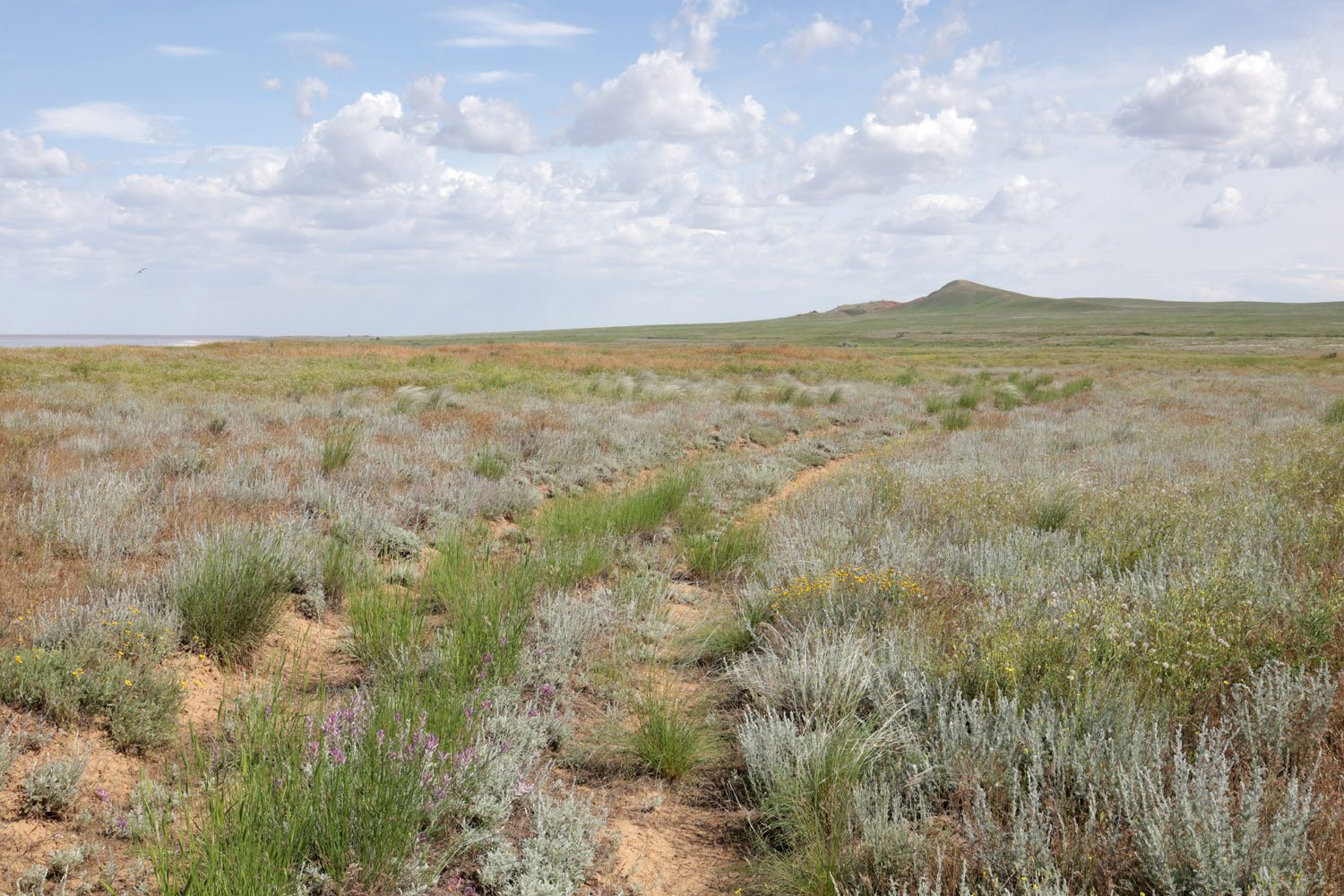 Кордонная балка, image of landscape/habitat.