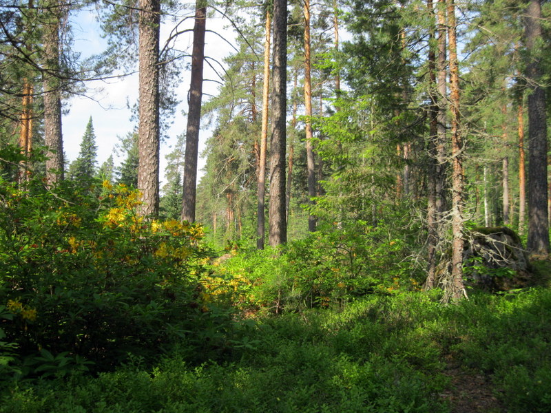 Арборетум Мустила, image of landscape/habitat.