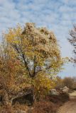 Поселок Улугбек, СЗЗ, image of landscape/habitat.