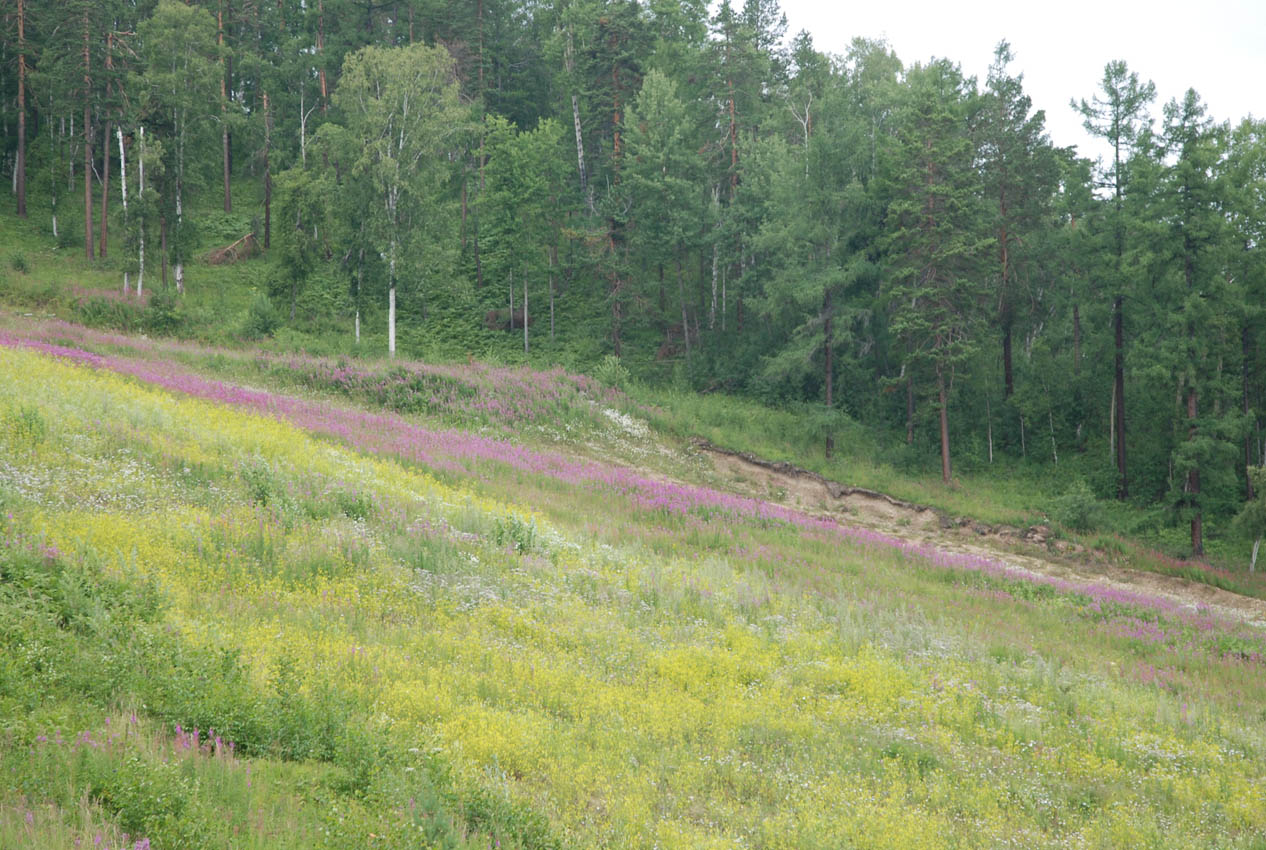Листвянка, image of landscape/habitat.