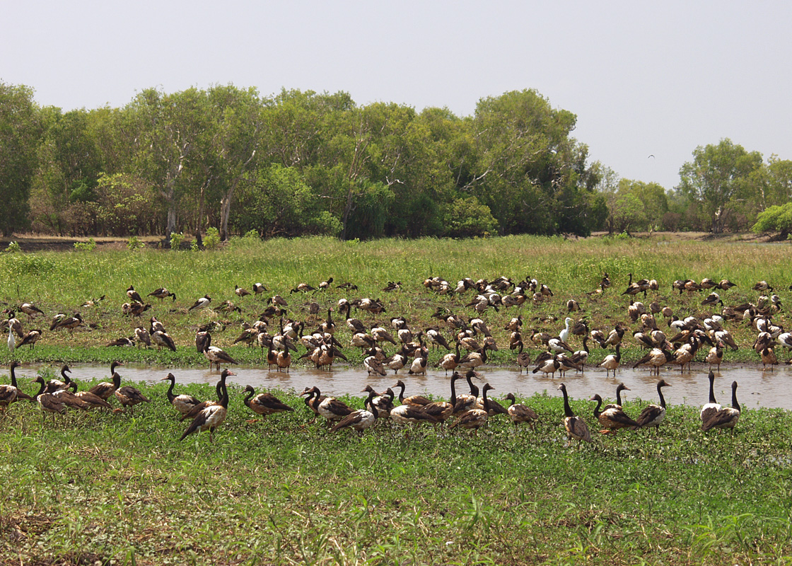 Kakadu, image of landscape/habitat.