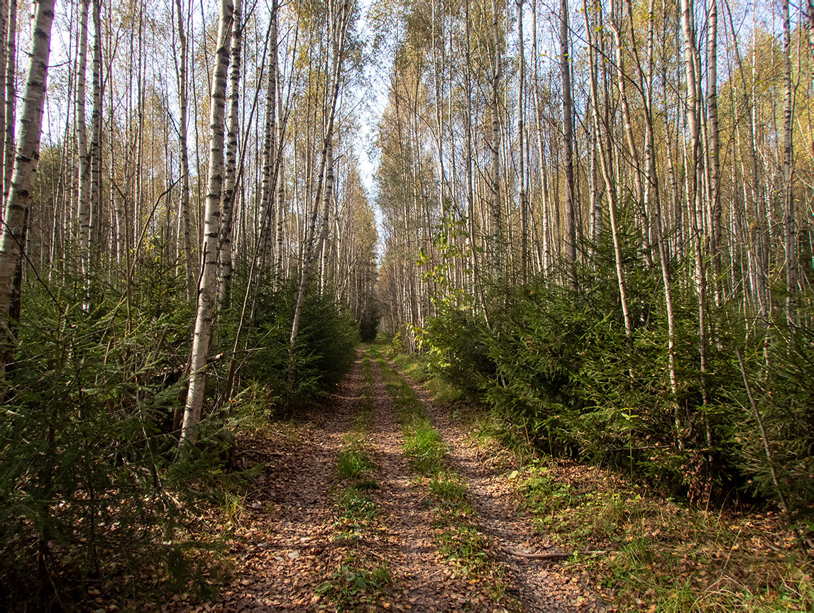 Замятино, image of landscape/habitat.