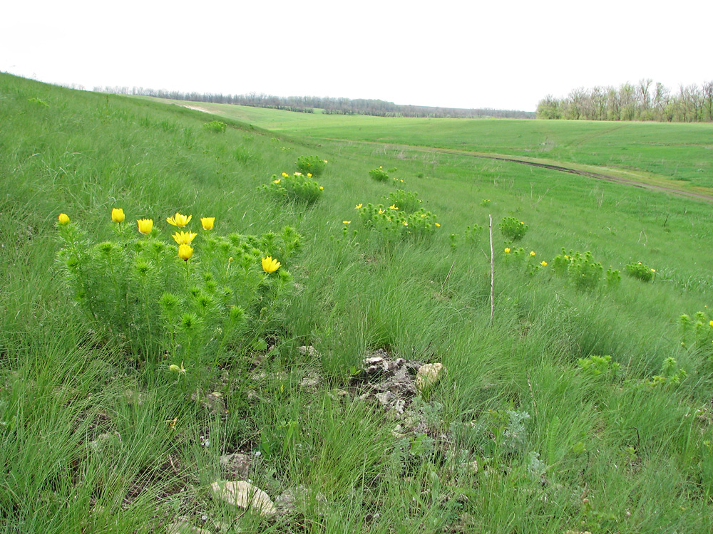 Харцызская балка, image of landscape/habitat.