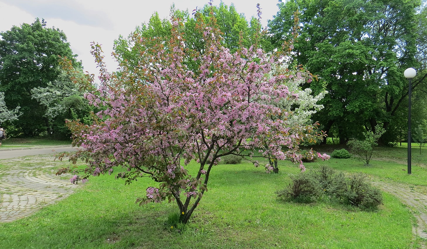 ГБС РАН, image of landscape/habitat.