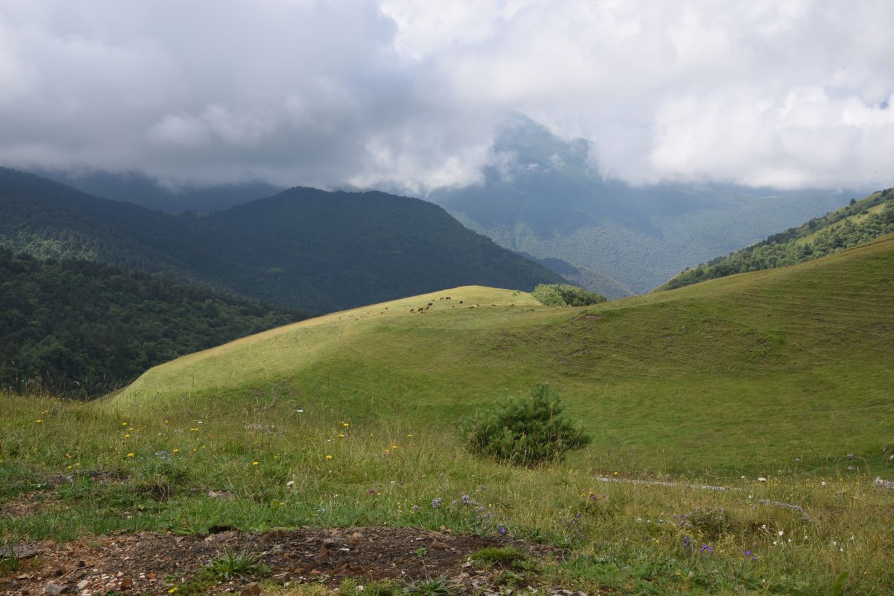 Альплагерь "Кязи" и окрестности, image of landscape/habitat.