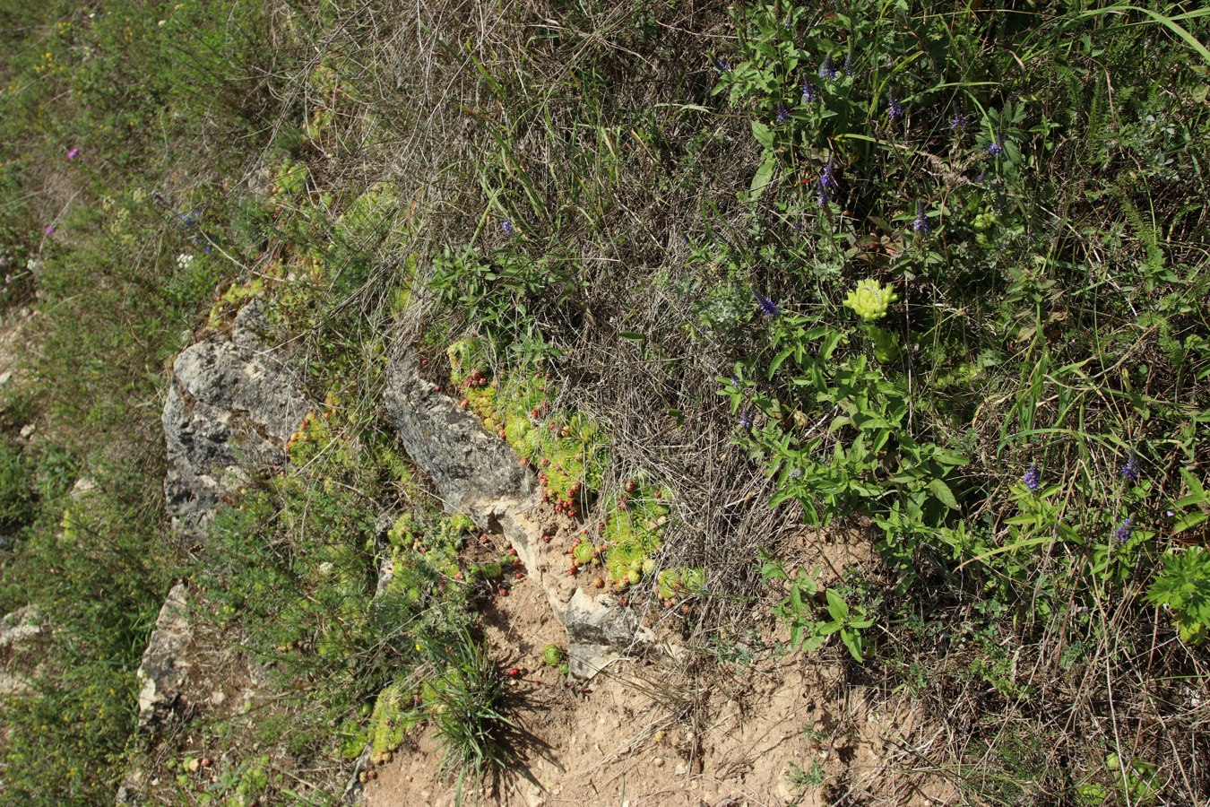 Выбуты, image of landscape/habitat.