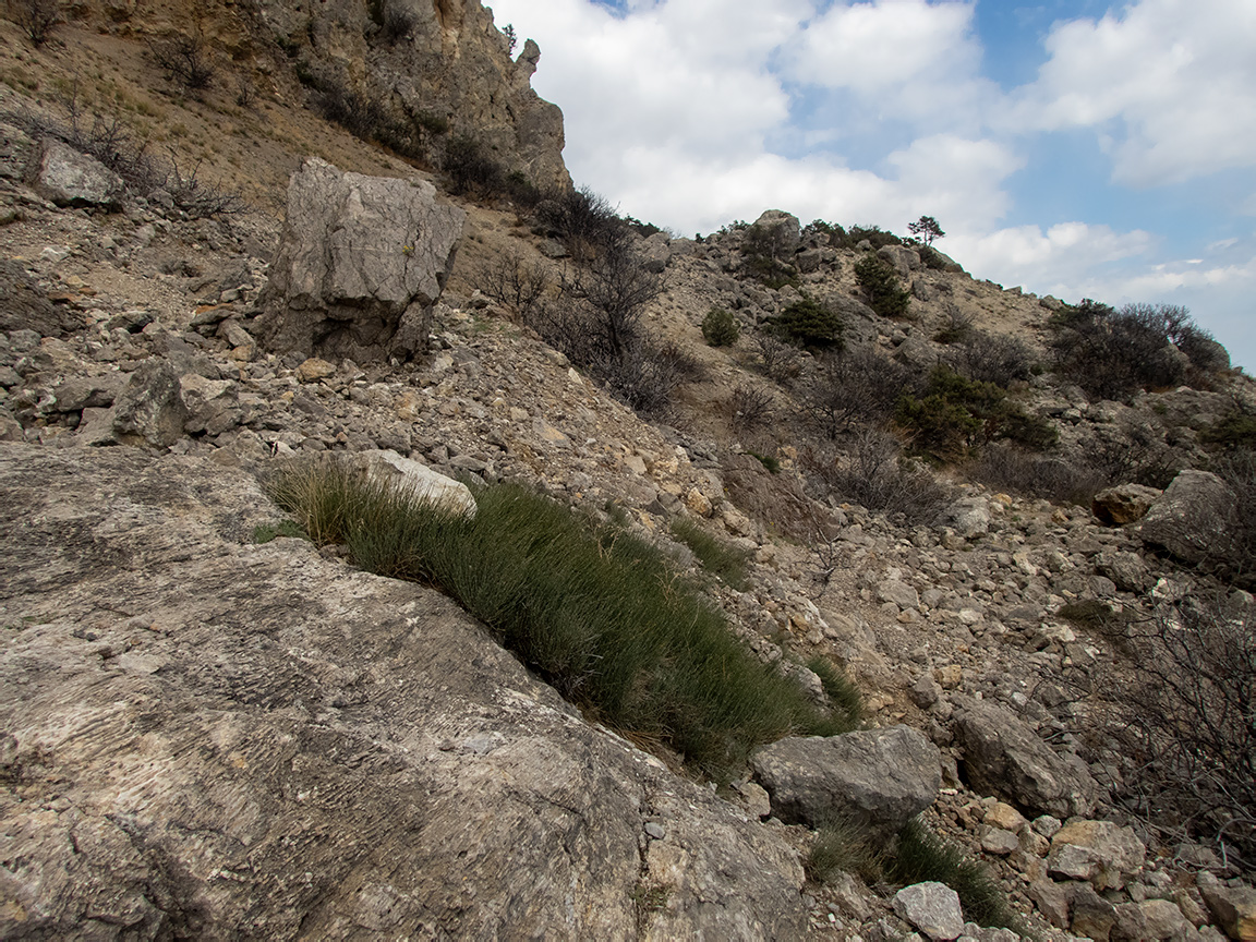 Урочище Алчак-Кая, image of landscape/habitat.