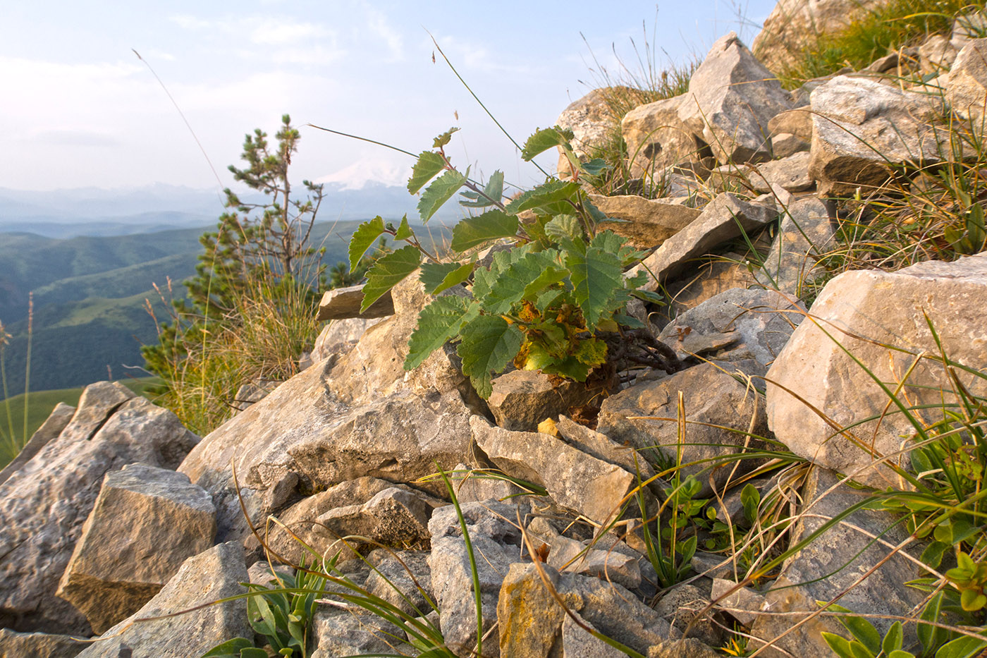 Малый Бермамыт, image of landscape/habitat.
