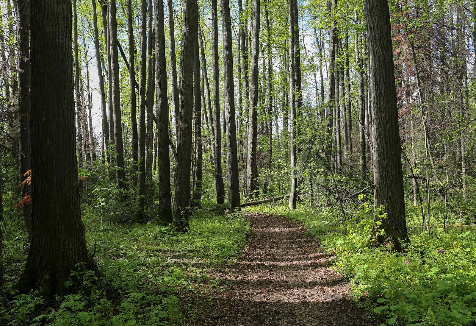 ОППТ "Липогорский", image of landscape/habitat.