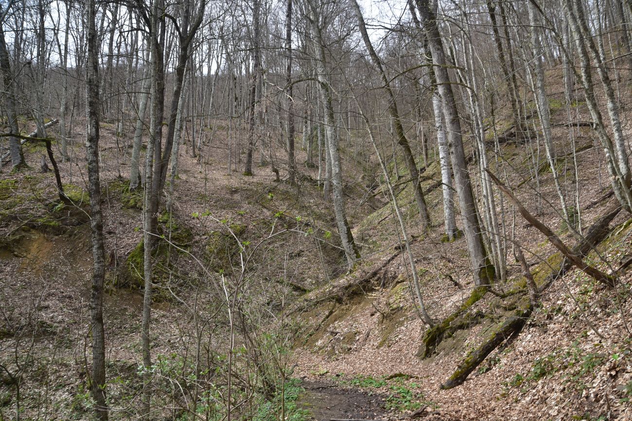 Долина ручья Сюк, изображение ландшафта.