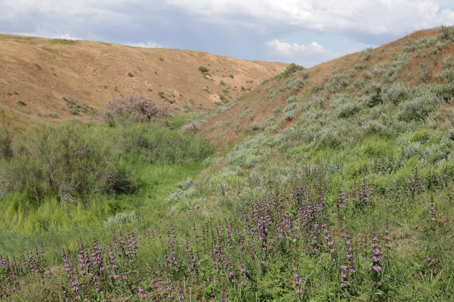 Кордонная балка, image of landscape/habitat.