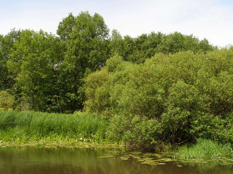 НПП "Деснянско-Старогутский", image of landscape/habitat.