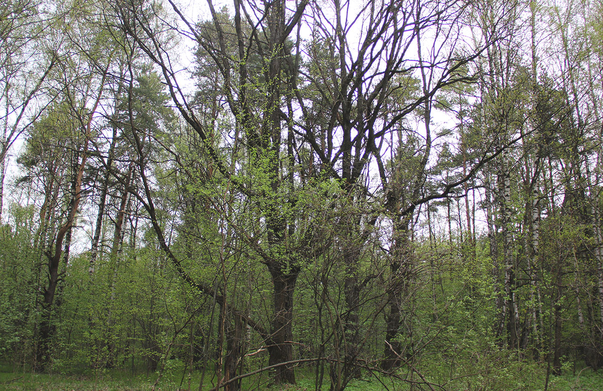 Кунцево, image of landscape/habitat.