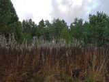 Image of landscape