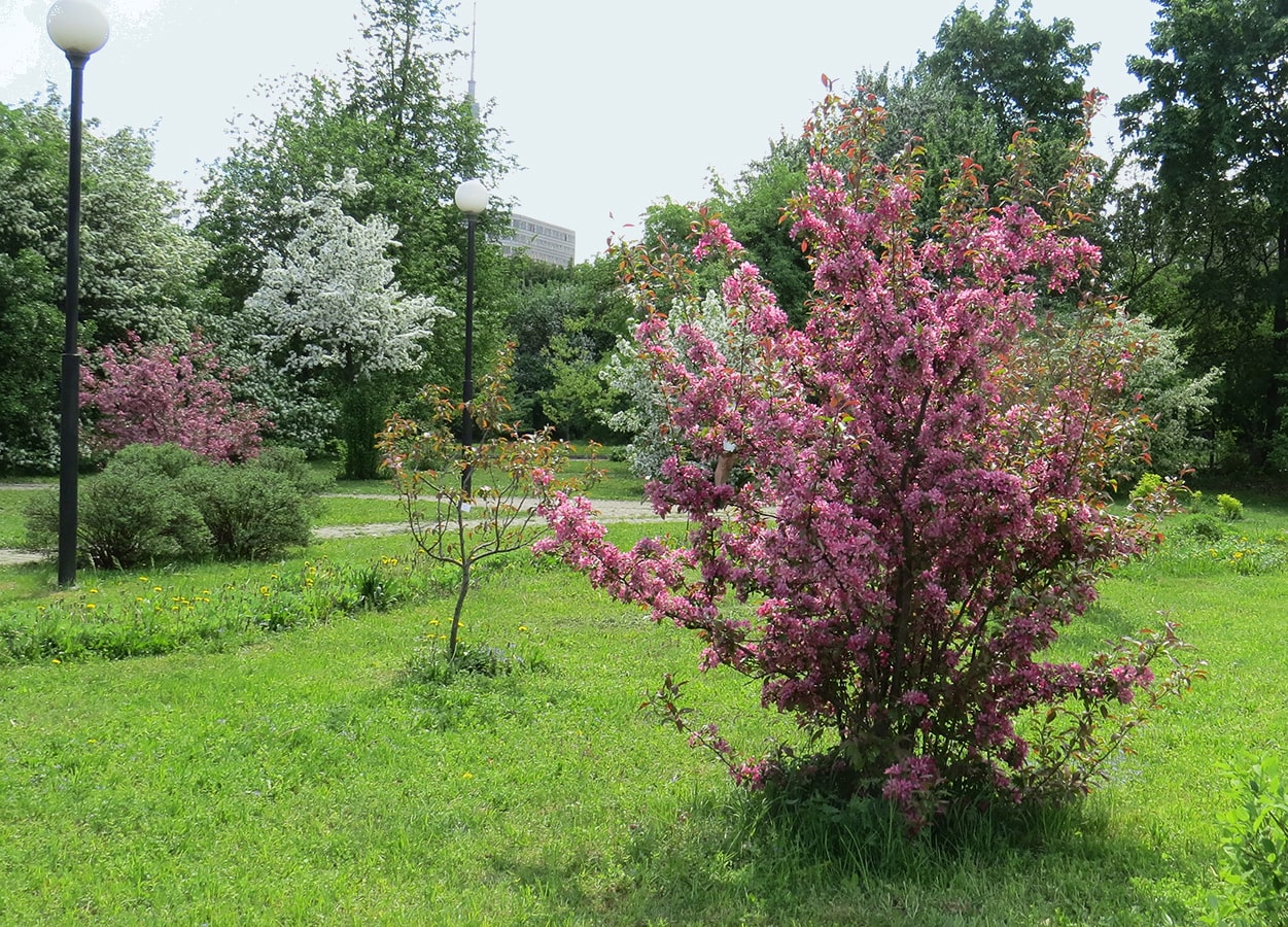 ГБС РАН, image of landscape/habitat.