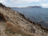 Урочище Алчак-Кая, image of landscape/habitat.