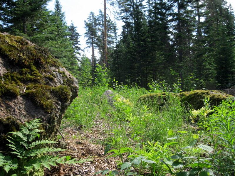 Арборетум Мустила, image of landscape/habitat.