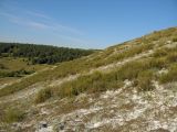 Село Стрельцовка, image of landscape/habitat.