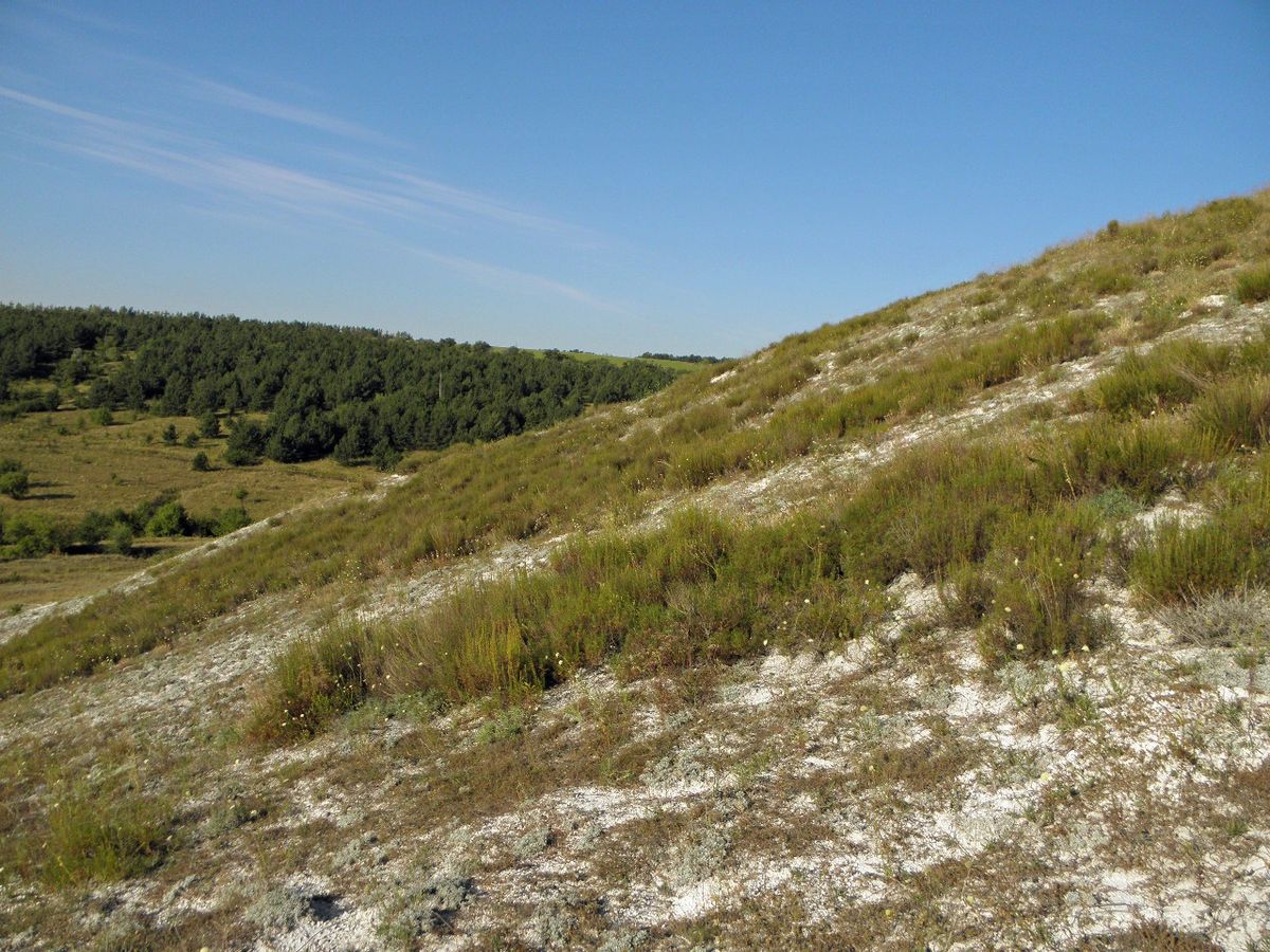 Село Стрельцовка, изображение ландшафта.