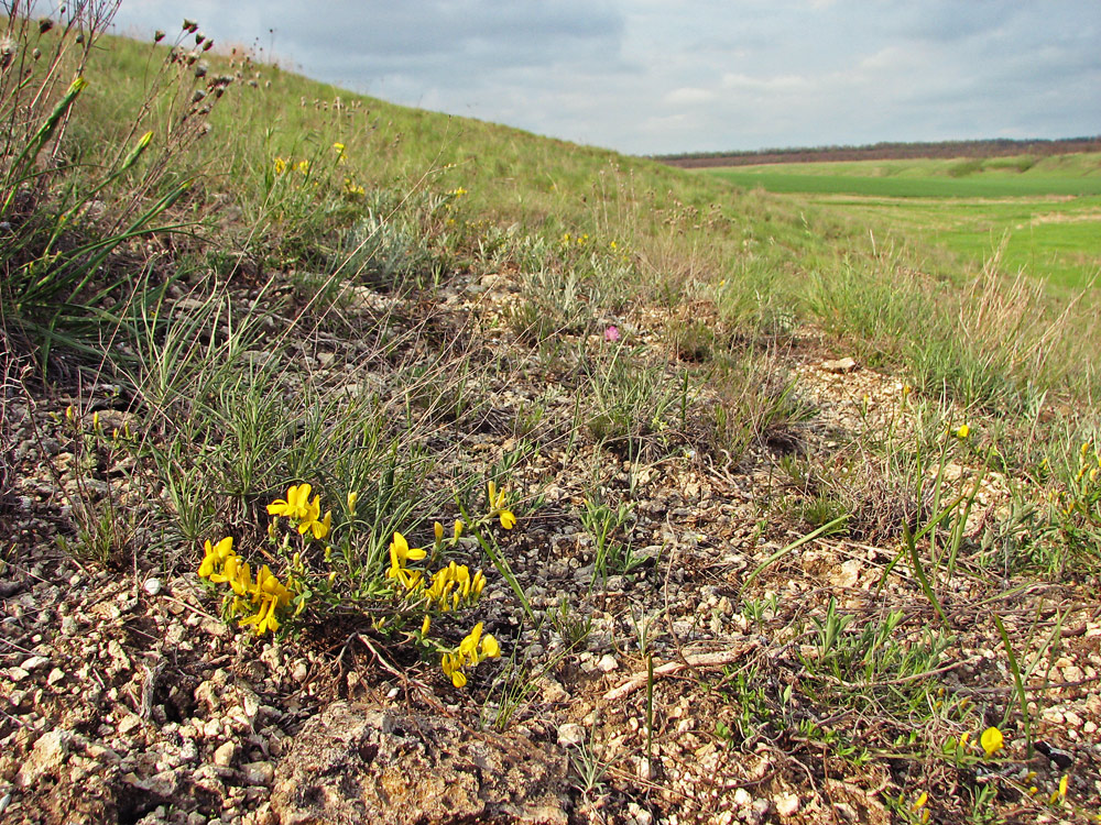 Харцызская балка, image of landscape/habitat.