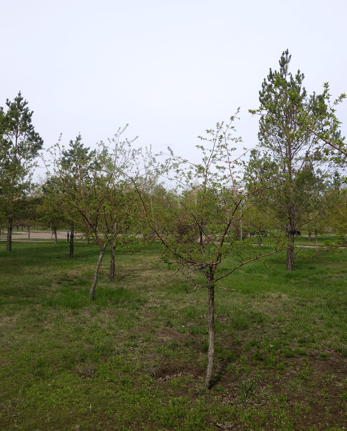 Парк им. Бауыржана Момышулы, image of landscape/habitat.