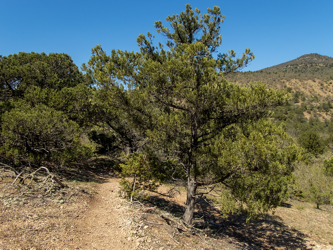 Сокол, image of landscape/habitat.