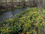 Комсомольск и окрестности, image of landscape/habitat.