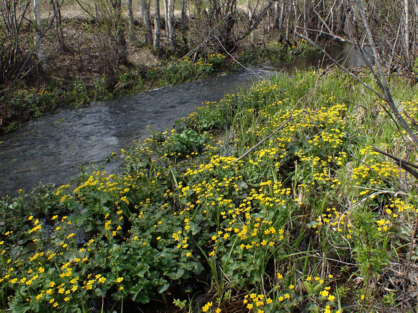 Комсомольск и окрестности, image of landscape/habitat.