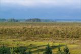 Лужские боры, image of landscape/habitat.