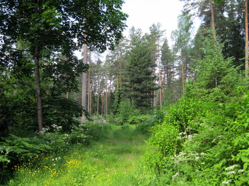 Арборетум Мустила, image of landscape/habitat.