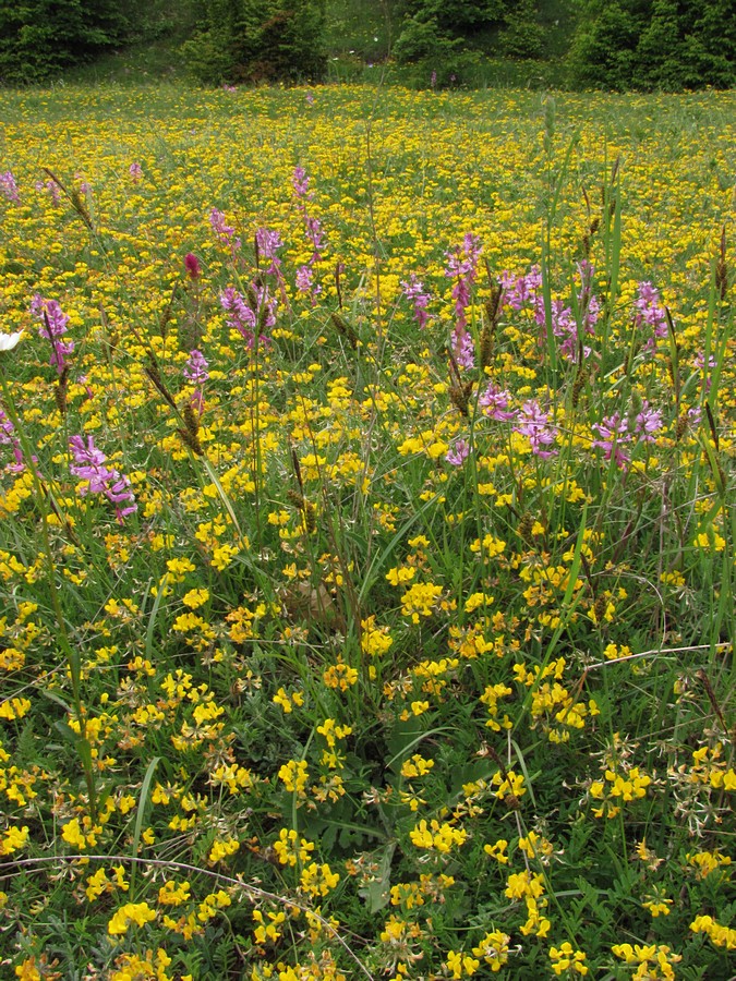 Байдарская долина, image of landscape/habitat.