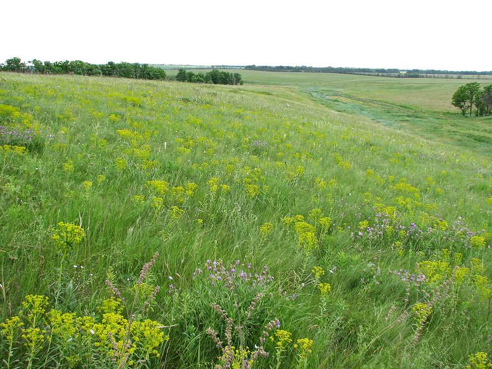 Харцызская балка, image of landscape/habitat.