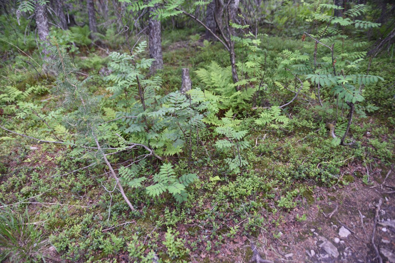 Майские Поляны и окрестности, image of landscape/habitat.