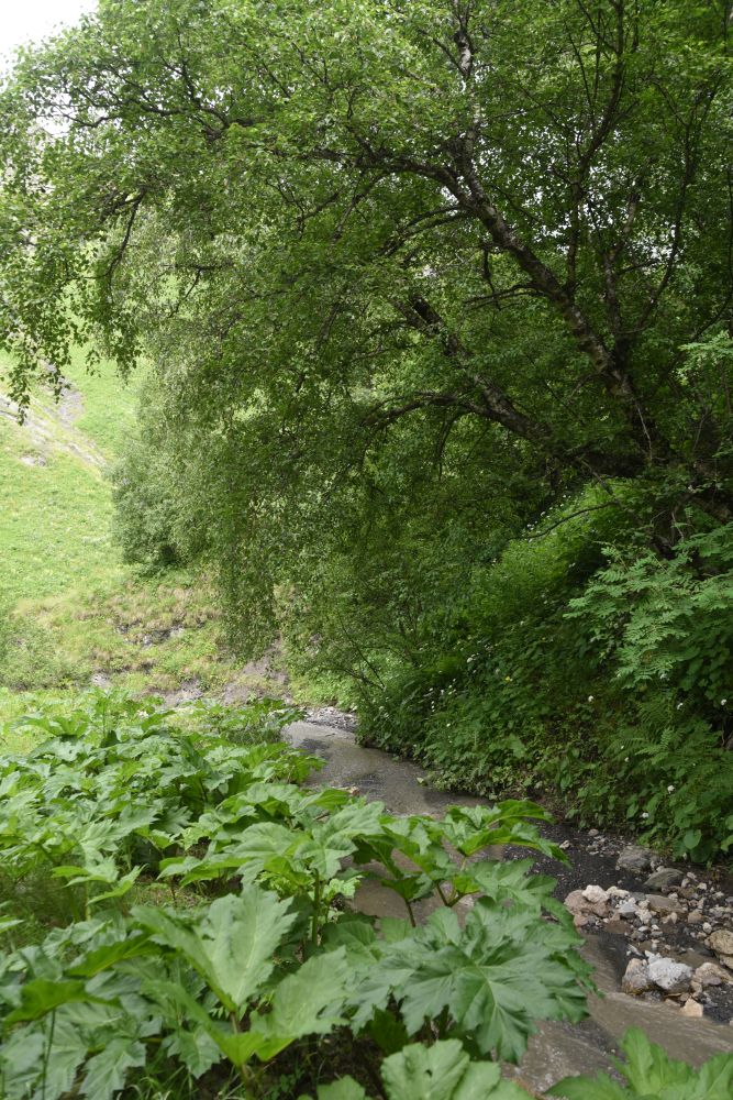 Верховья Цесиахк, image of landscape/habitat.