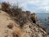 Урочище Алчак-Кая, image of landscape/habitat.