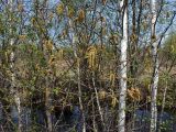 Комсомольск и окрестности, image of landscape/habitat.