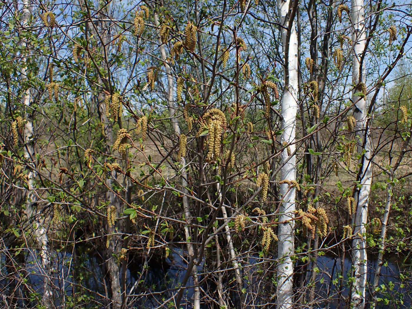 Комсомольск и окрестности, image of landscape/habitat.