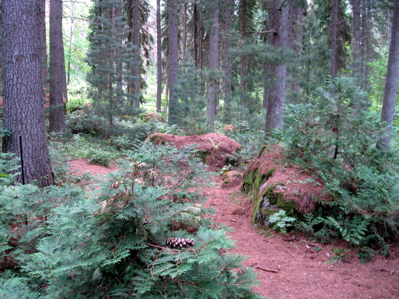 Арборетум Мустила, image of landscape/habitat.