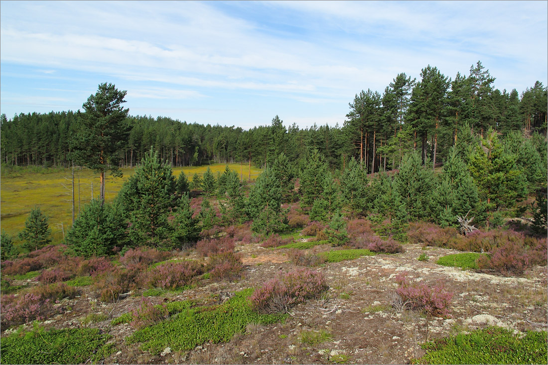 Лужские боры, image of landscape/habitat.