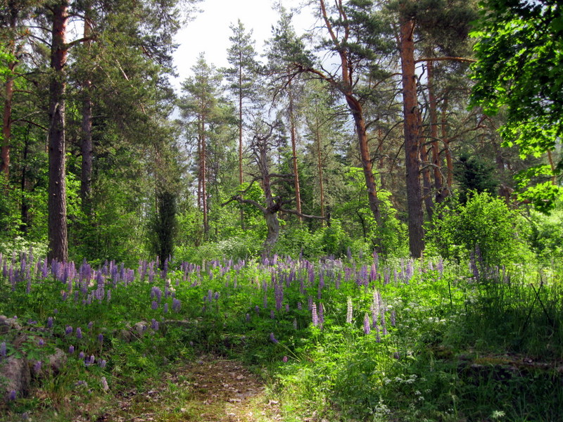 Арборетум Мустила, image of landscape/habitat.