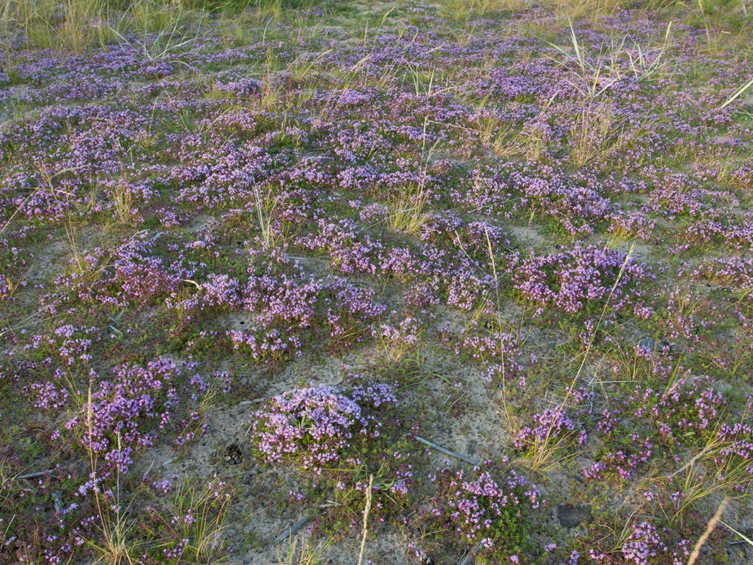 Большая Ижора, image of landscape/habitat.