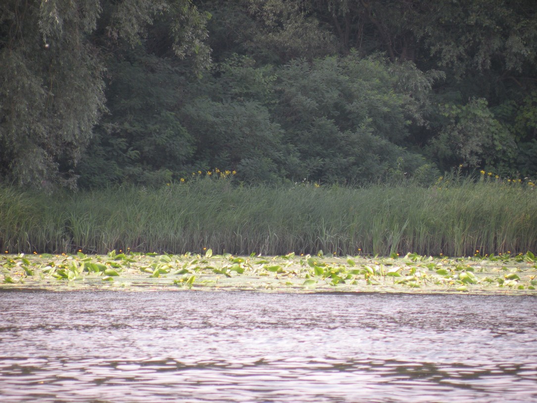 Куриловская пойма Днепра, image of landscape/habitat.