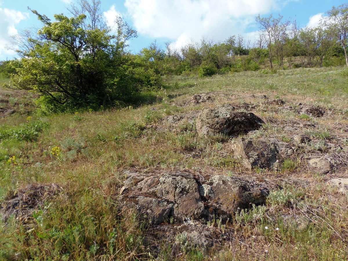 Балка Щавелевая, image of landscape/habitat.