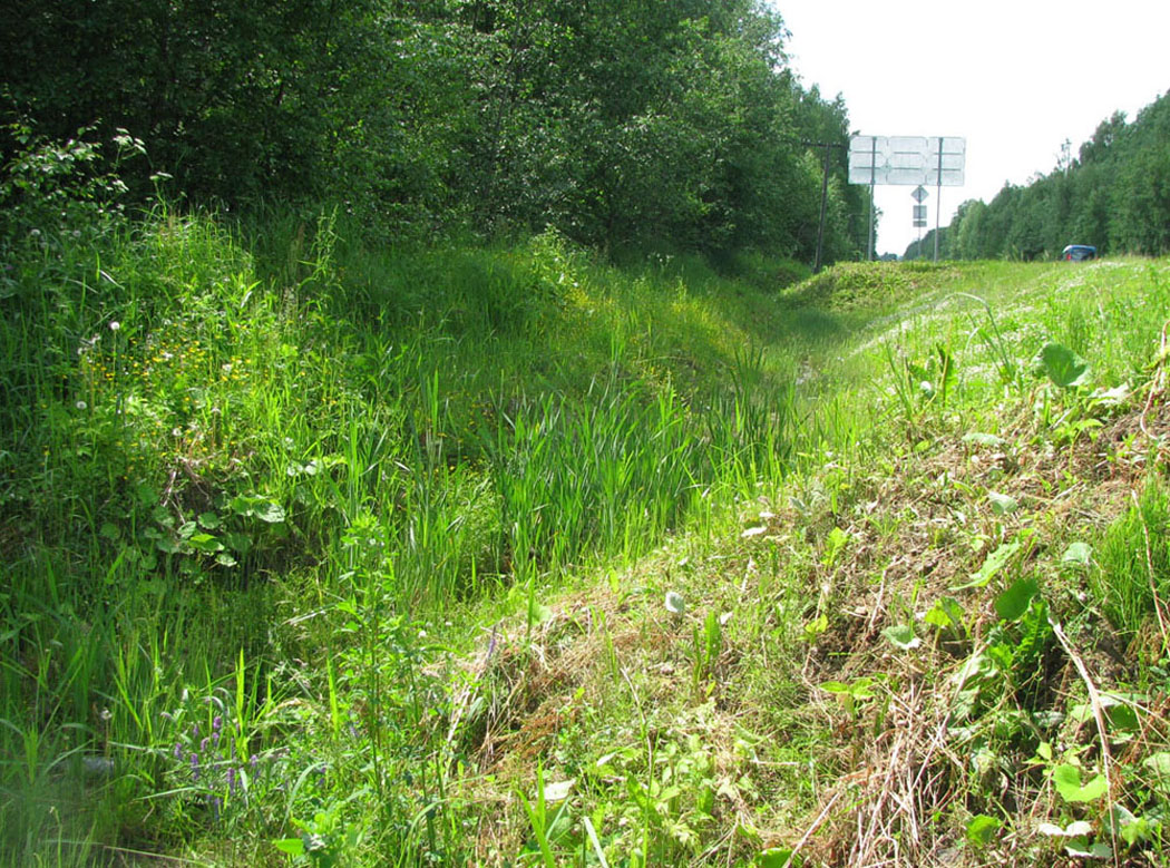 У дороги на Некоуз, image of landscape/habitat.