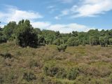 Dwingelderveld, image of landscape/habitat.